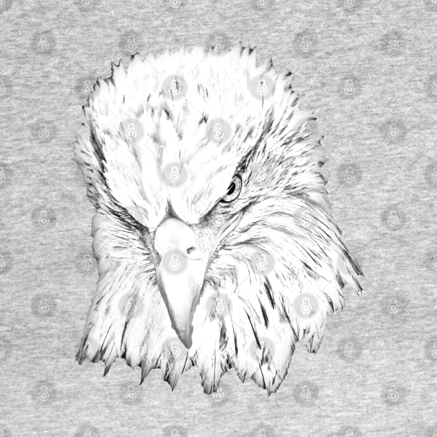 Line drawing of a Bald Eagle by dalyndigaital2@gmail.com